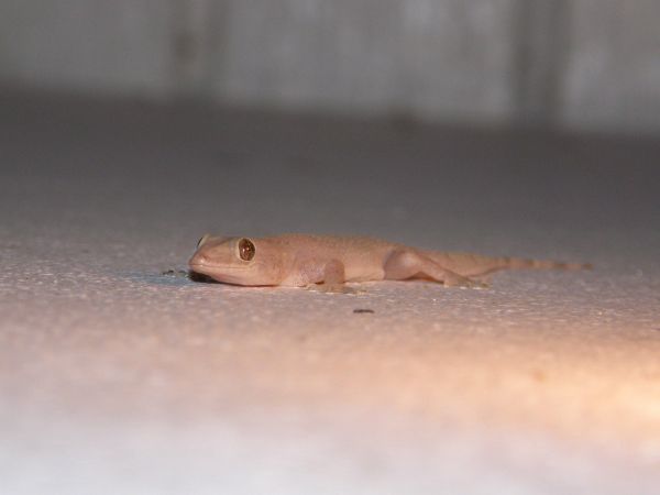 Gecko  